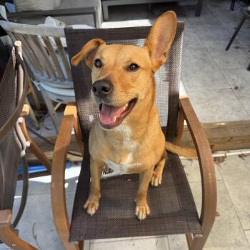 Roo -  Carolina Dog and Mixed Breed Dog for Adoption in Juno Beach, Florida - Roo | PetCurious