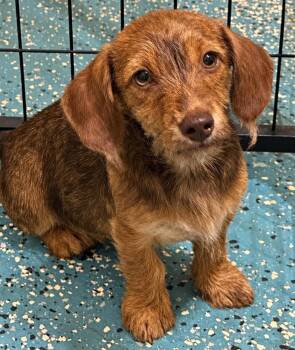 Triscuit -  Dachshund Dog for Adoption in New Baltimore, Michigan - Triscuit | PetCurious