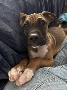 Boxer and Greater Swiss Mountain Dog Dogs Available for Adoption - Macklin | PetCurious