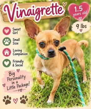 Vinaigrette -  Chihuahua Dog for Adoption in Fort Worth, Texas - Vinaigrette | PetCurious