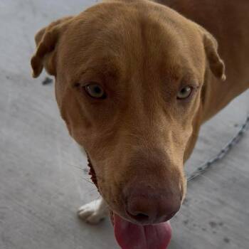 Labrador Retriever and Mixed Breed Dogs Available for Adoption - Caleb | PetCurious