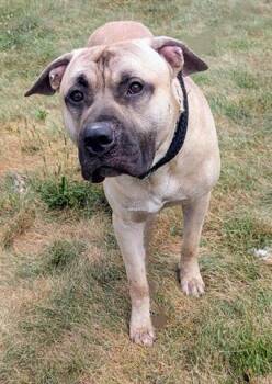 Mastiff Dogs Available for Adoption in Akron, Ohio - ZACH | PetCurious