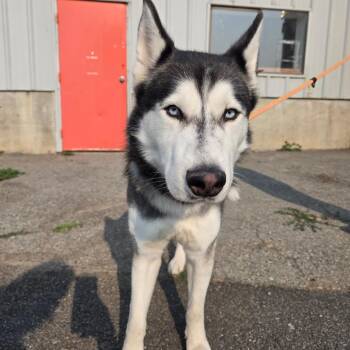 Koda -  Mixed Breed Dog for Adoption in Spokane, Washington - Koda | PetCurious