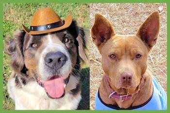 George and Piper -  Great Pyrenees and Pharaoh Hound Dog for Adoption in Amherst, Massachusetts - George And Piper | PetCurious