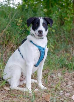 Hardy -  Great Pyrenees and Mixed Breed Dog for Adoption in Savage, Minnesota - Hardy | PetCurious