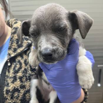 Mini -  Labrador Retriever Dog for Adoption in Clanton, Alabama - Mini | PetCurious