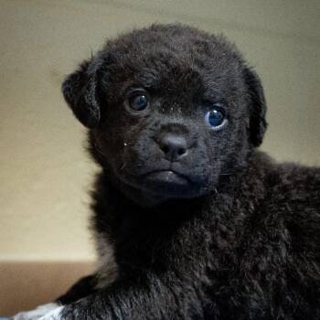 Churro -  Mixed Breed Dog for Adoption in Cheyenne, Wyoming - Churro | PetCurious