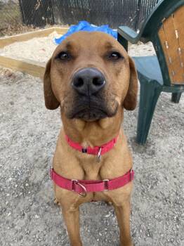 Mixed Breed Dogs Available for Adoption - Stetson | PetCurious