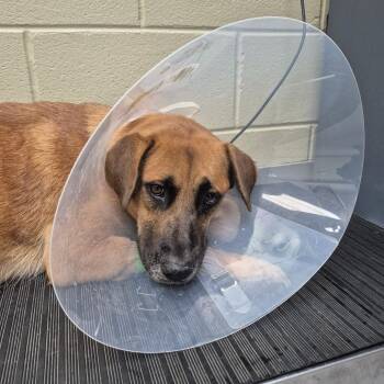 10/24/2026-Stray-MarlboroAvenue -  Mixed Breed Dog for Adoption in Columbus, Georgia - 10/24/2026-Stray-MarlboroAvenue | PetCurious