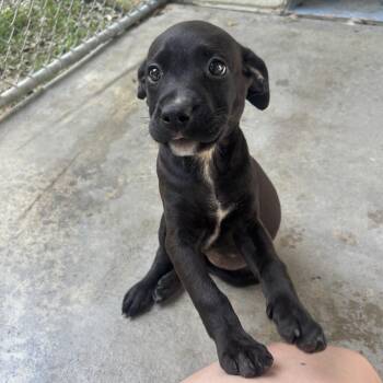 Pixie -  Mixed Breed Dog for Adoption in Waynesburg, Pennsylvania - Pixie | PetCurious