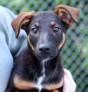 German Shepherd Dog Dogs Available for Adoption in Kansas City, Kansas - Cora (AO36428) | PetCurious