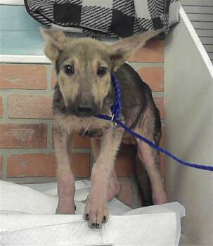 KEILA REN -  German Shepherd Dog and Mixed Breed Dog for Adoption in Houston, Texas - KEILA REN | PetCurious