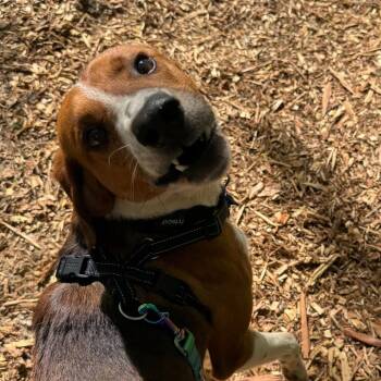 Foxhound and Hound Dogs Available for Adoption in Troy, Virginia - Lyle | PetCurious