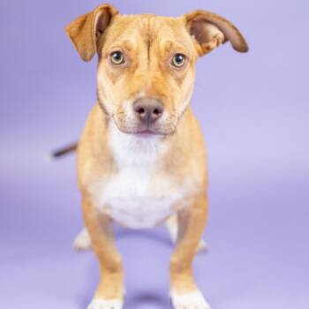 Boomer -  Mixed Breed and None Dog for Adoption in Portland, Oregon - Boomer | PetCurious