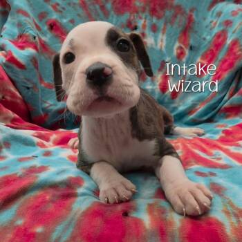 Intake Wizard -  Boxer and Mixed Breed Dog for Adoption in Parkersburg, West Virginia - Intake Wizard | PetCurious