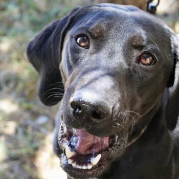 Dixie -  German Shorthaired Pointer and Black Labrador Retriever Dog for Adoption in Pagosa Springs, Colorado - Dixie | PetCurious
