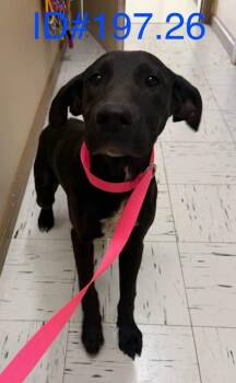 Black Labrador Retriever Dogs Available for Adoption - #197.26 | PetCurious