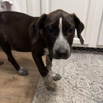 Clarabelle -  German Shorthaired Pointer and Labrador Retriever Dog for Adoption in Christiansburg, Virginia - Clarabelle | PetCurious