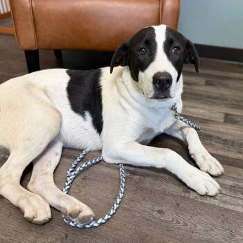 Bandit -  Labrador Retriever and Great Pyrenees Dog for Adoption in Sequatchie, Tennessee - Bandit | PetCurious