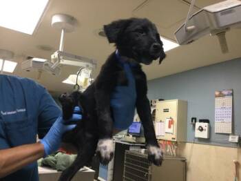 A1934129 -  German Shepherd Dog Dog for Adoption in Riverside, California - A1934129 | PetCurious