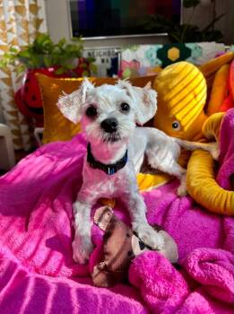 Psalm -  Maltese and Poodle Dog for Adoption - Psalm | PetCurious