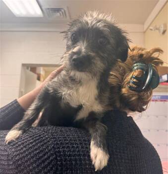 JANICE -  Welsh Terrier Dog for Adoption in Santa Rosa, California - JANICE | PetCurious