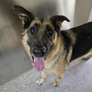 Sniffton -  German Shepherd Dog and Mixed Breed Dog for Adoption in Kanab, Utah - Sniffton | PetCurious