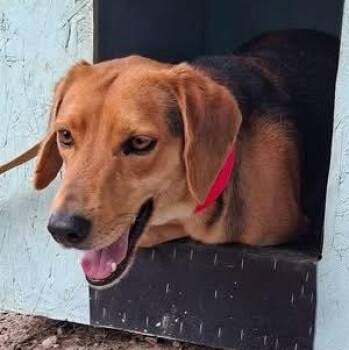 Beagle Dogs Available for Adoption in Toronto, Ontario - Beckham | PetCurious