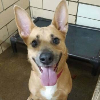 Laila -  Mixed Breed Dog for Adoption in Greenville, Pennsylvania - Laila | PetCurious