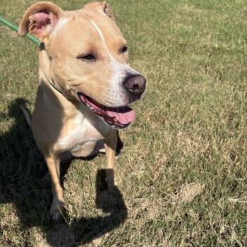 Apple Strudel -  Labrador Retriever and Mixed Breed Dog for Adoption in North Charleston, South Carolina - Apple Strudel | PetCurious