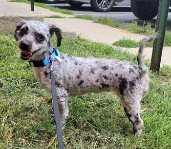 Minnie Mouse -  Poodle Dog for Adoption in Silver Spring, Maryland - Minnie Mouse | PetCurious