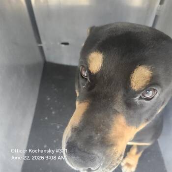 KURT -  Rottweiler Dog for Adoption in San Antonio, Texas - KURT | PetCurious