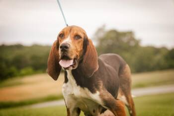 Rescue Bloodhound Dogs for Adoption in Gradyville, Kentucky - Bonita | PetCurious