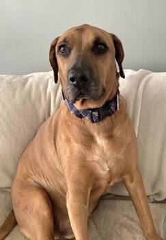 Conner -  Rhodesian Ridgeback and Black Mouth Cur Dog for Adoption in Pelzer, South Carolina - Conner | PetCurious