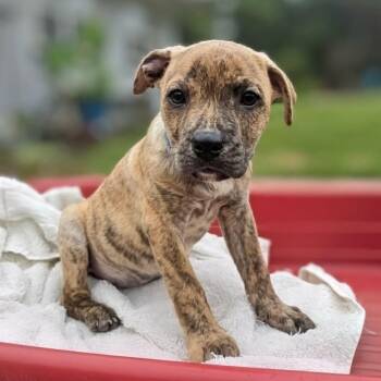 Royce -  Pit Bull Terrier and Mixed Breed Dog for Adoption in Griswold, Connecticut - Royce | PetCurious