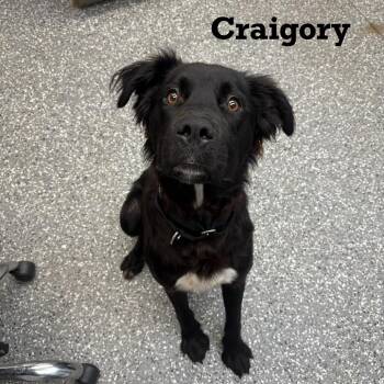 Craigory -  Mixed Breed Dog for Adoption in Parkersburg, West Virginia - Craigory | PetCurious
