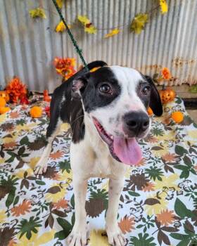 Pit Bull Terrier Dogs Available for Adoption in Monroe, Louisiana - Chennault | PetCurious