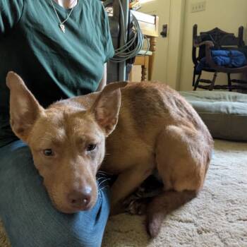 Hazel -  German Shepherd Dog and Mixed Breed Dog for Adoption in Avon, Ohio - Hazel | PetCurious