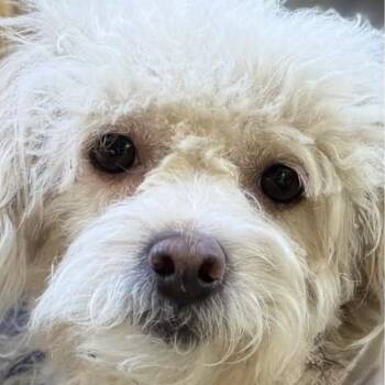 Opal -  Poodle Dog for Adoption in Larkfield-wikiup, California - Opal | PetCurious