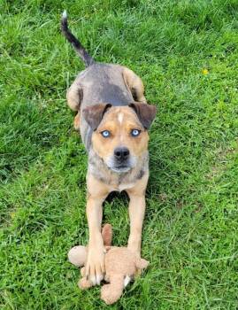 Catahoula Leopard Dog and Pit Bull Terrier Dogs Available for Adoption in Lisbon, Ohio - Regis | PetCurious