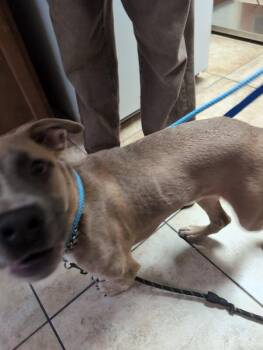 Gargelock, Giver of Kisses -  Mixed Breed Dog for Adoption in Cincinnati, Ohio - Gargelock, Giver Of Kisses | PetCurious