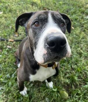 Miller -  Mixed Breed Dog for Adoption in New Albany, Indiana - Miller | PetCurious