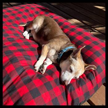 Dottie -  Chihuahua and Beagle Dog for Adoption in Laramie, Wyoming - Dottie | PetCurious