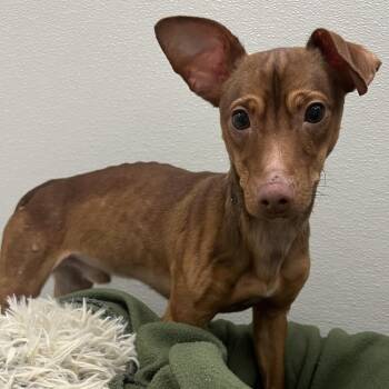 Mixed Breed Dogs Available for Adoption in Oak Brook, Illinois - Norman Rockwell | PetCurious