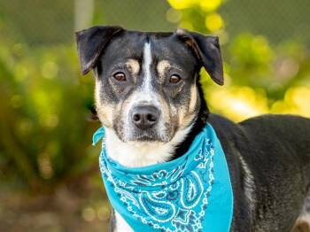 Pit Bull Terrier Dogs Available for Adoption in Portland, Oregon - Leo | PetCurious