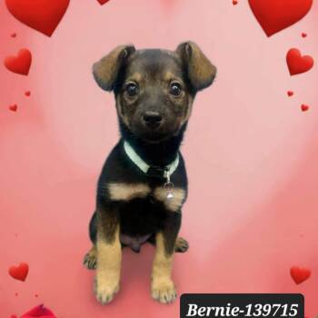 Dachshund and Spitz Dogs Available for Adoption - Bernie *foster Needed* | PetCurious