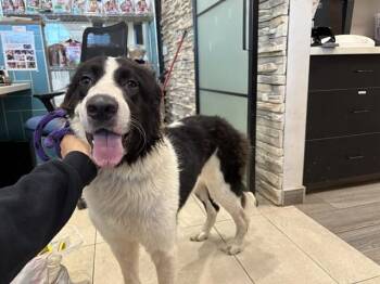 ROWAN -  Border Collie Dog for Adoption in Rowlett, Texas - ROWAN | PetCurious