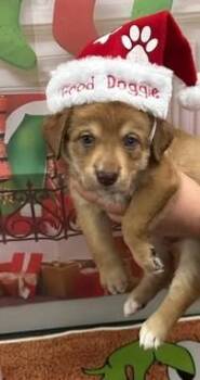 Rescue Mixed Breed Dogs for Adoption in Chino Valley, Arizona - Houdini | PetCurious