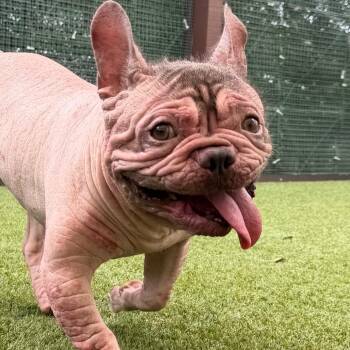 E.T. 5430 -  French Bulldog Dog for Adoption in Loxahatchee Groves, Florida - E.T. 5430 | PetCurious