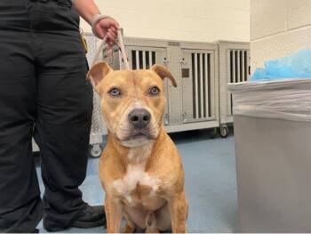JETHRO -  Mixed Breed Dog for Adoption in West Palm Beach, Florida - JETHRO | PetCurious